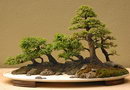 Zelkova
